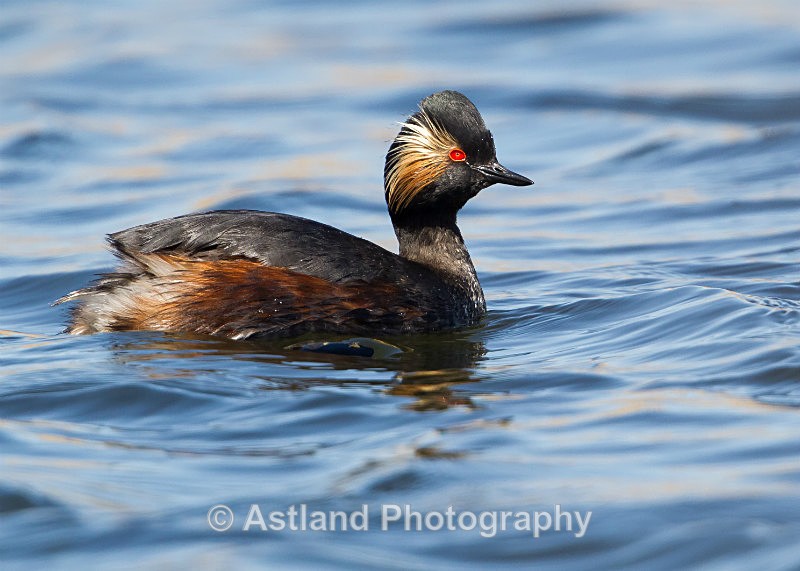 Astland Photography, Bird and Wildlife Images, Susan and Peter Wilson, U.K.