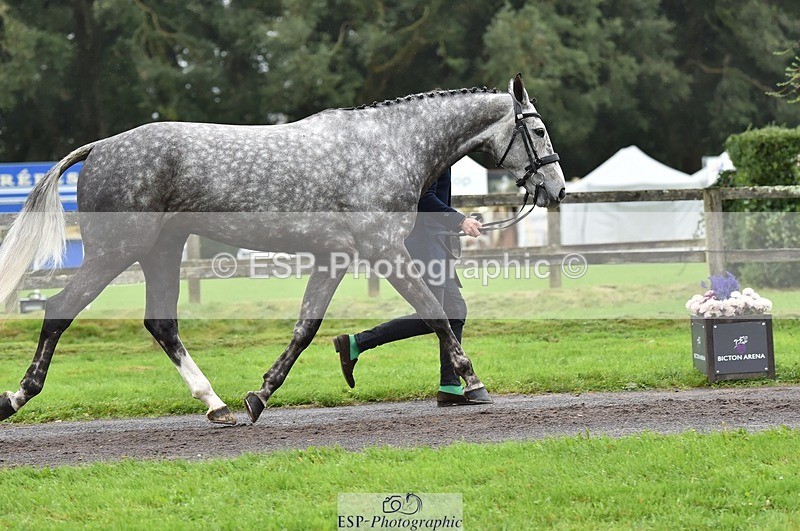 231018-122338-00261 - 032-COOLEY.ROCCO-Ben.Way-TrotUp