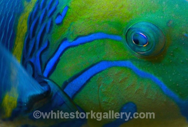 Goldbar Wrasse - Up Close !