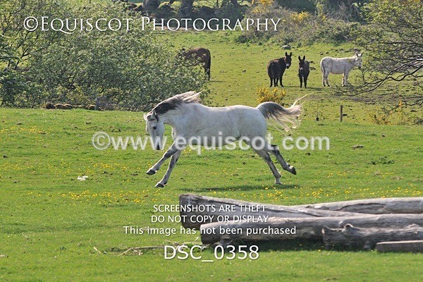 DSC_0358 - ARCHIVE REQUEST - Quincy and Guinness