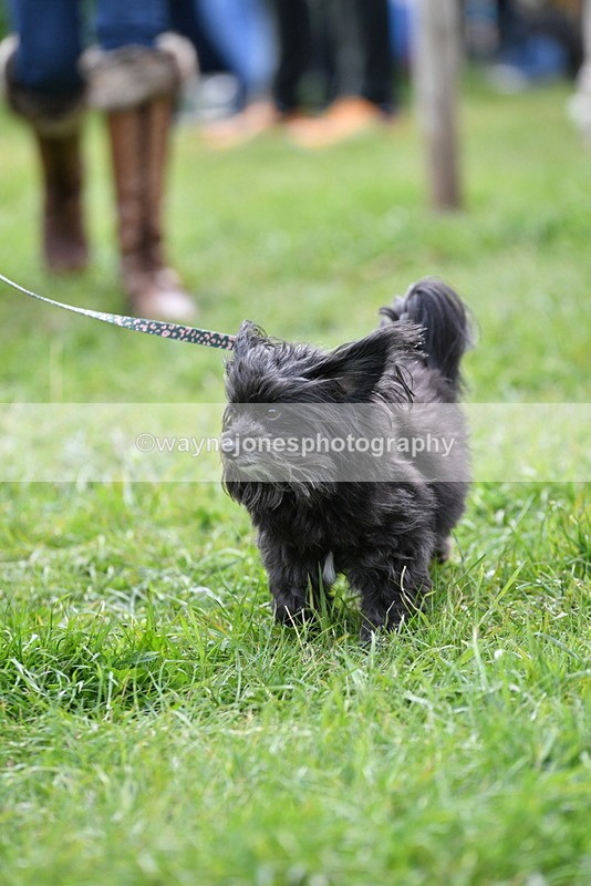 WJ5_9298 - Class 1 Best Cross Breed / Heniz 57