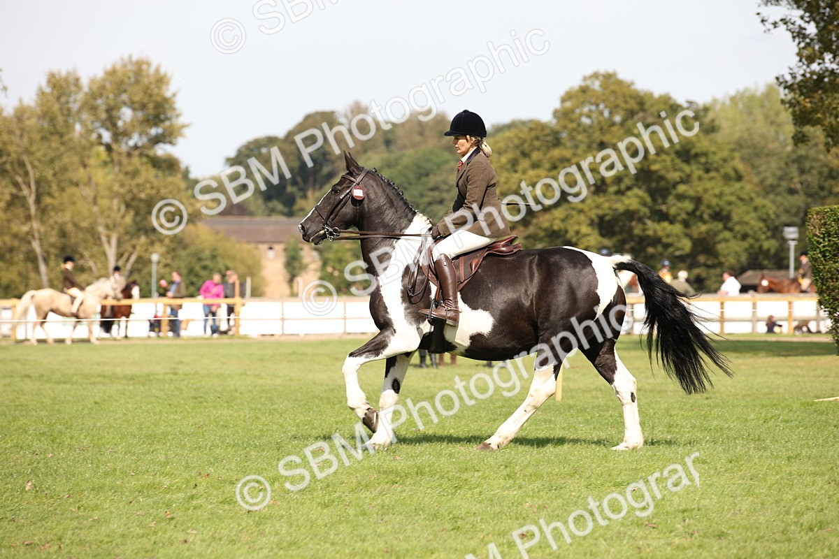 SBM_70089 - S65 - Piebald & Skewbald Horse Ridden