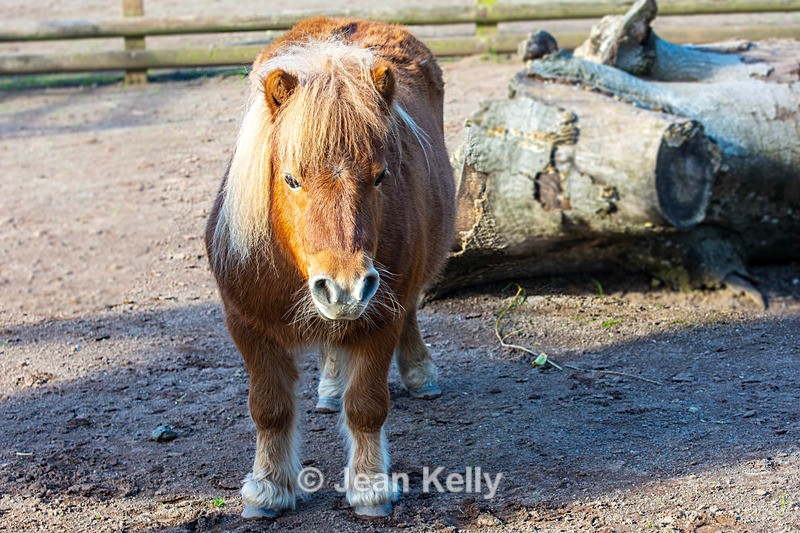 Shetland Pony - DSC_0896 - Horses, Ponies and Donkeys