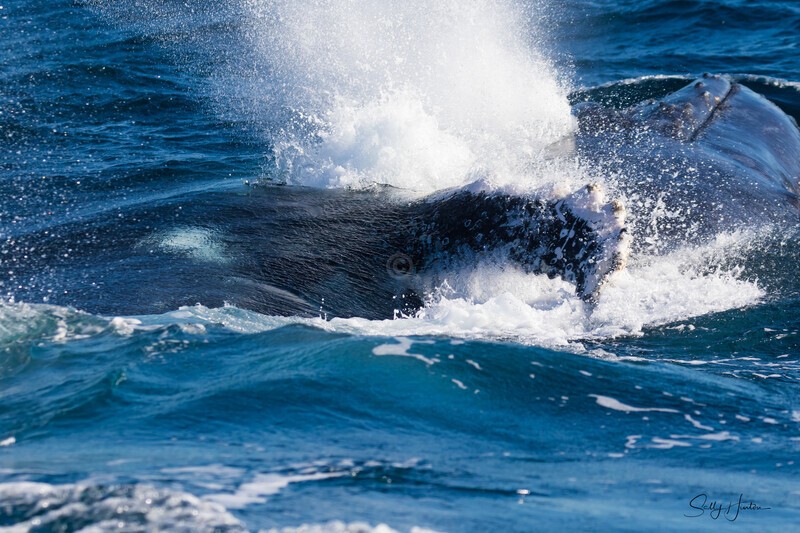 Humpbacks fighting with pectal fins 2 0A3A7639 - Humpback Whales