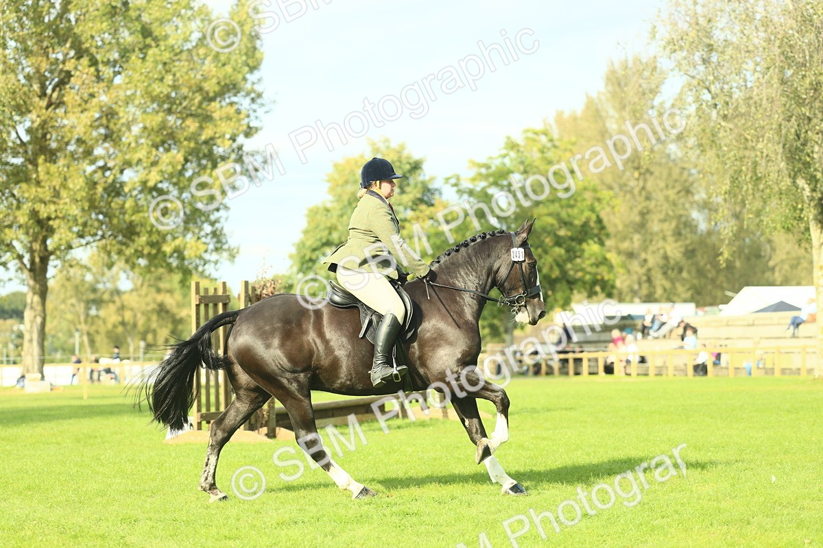 SBM_50630 - S33 - Working Hunter & Working Show Horse