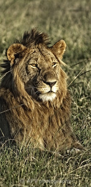 African Lion - DL Size Cards