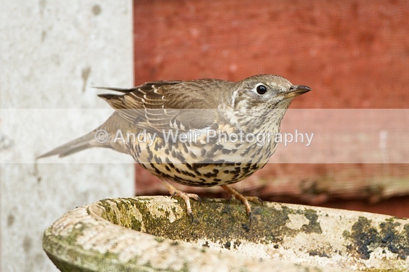 20120408-_MG_0261 - Thrushes