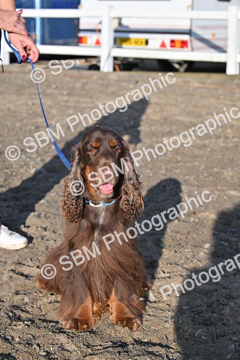 SBM_09405 - Lorry Dogs