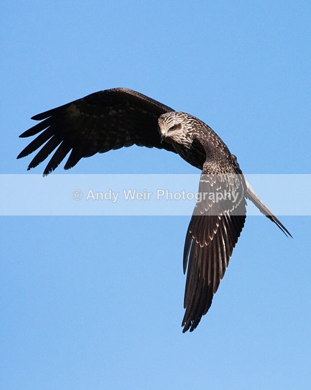 20100130-IMG_2730 266 - Black Kite