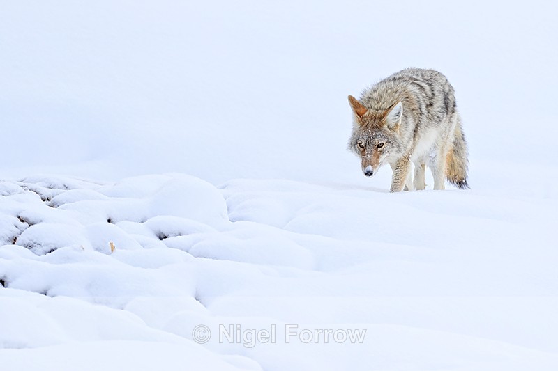 Coyote prowling, Yellowstone National Park, Wyoming, USA - Coyote
