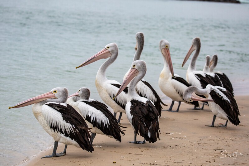 Pelican Group