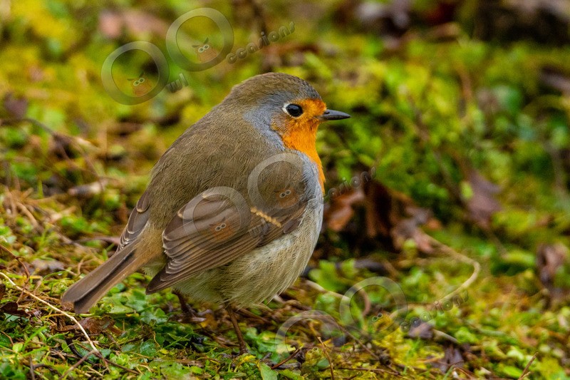robin Erithacus rubecula-7165 - UK birds