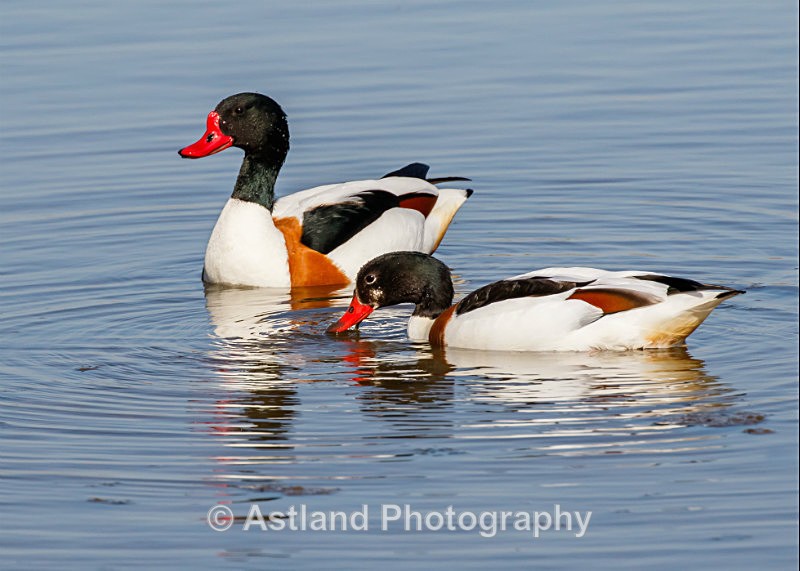 Astland Photography, Bird and Wildlife Images, Susan and Peter Wilson, U.K.