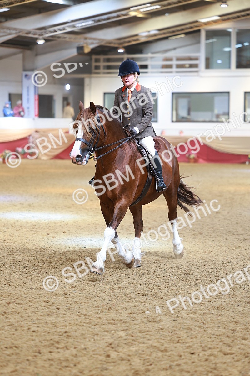 SBM_12526 - Class 103 - HOYS Veteran Qualifier - Ridden Pre Vet
