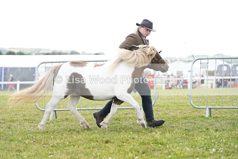 DSC06864 - Class 60: Coloured Pony 4yrs & over