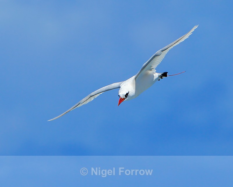 Red-tailed Tropicbird in flight, Kilauea Point, Kauai - Red-tailed Tropicbird