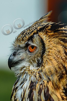 bengal Eagle owl bubo bengalensis-6876 - Our Birds