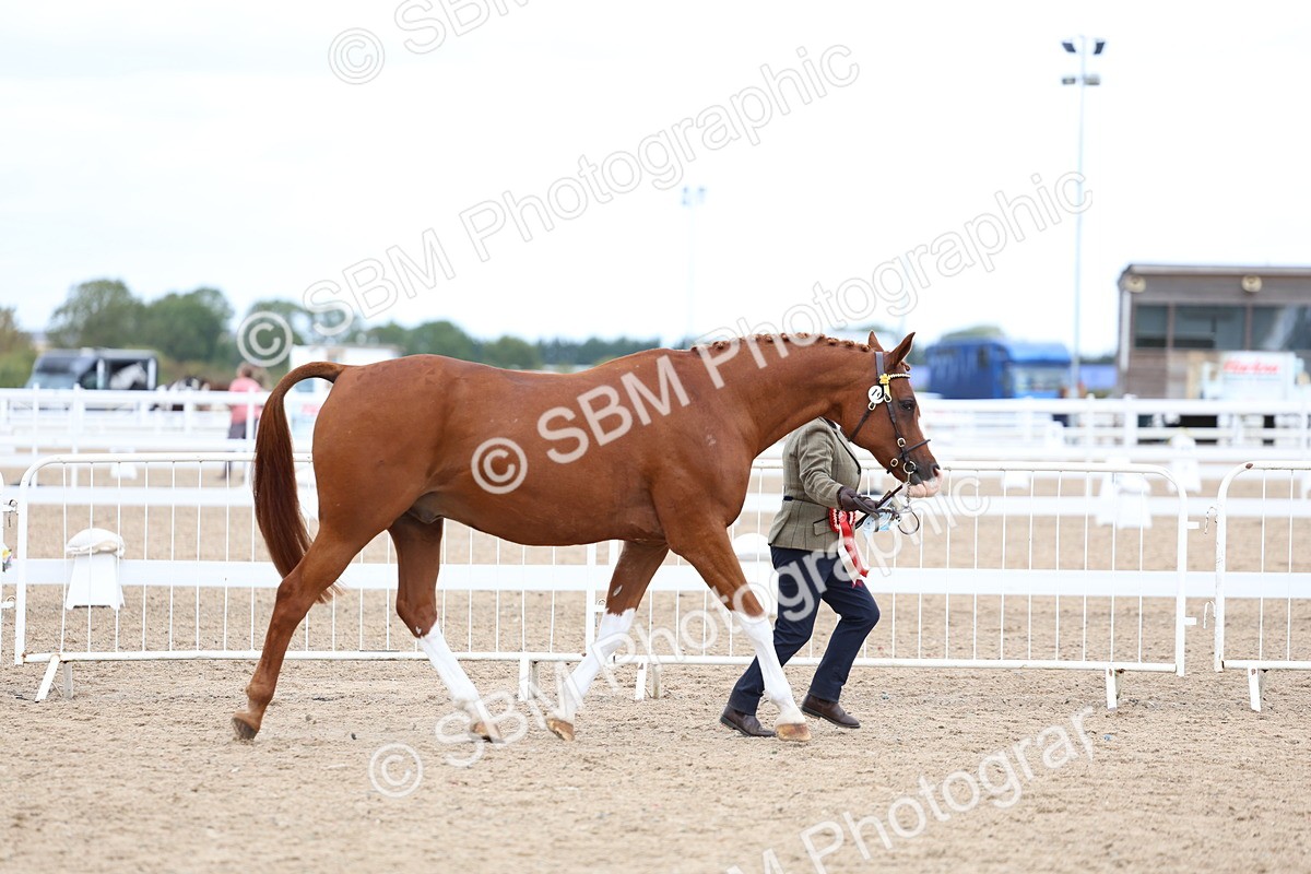 SBM_04525 - Class 26 - IH Foreign Breeds - Part Bred