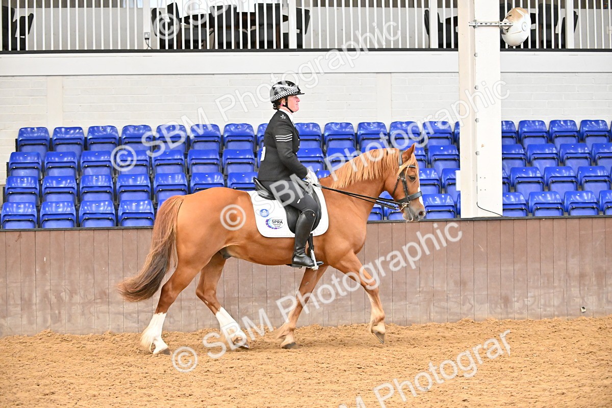 SBM_001438 - Class 19,20 - Ridden Native, Foreign Breeds & Warmbloods