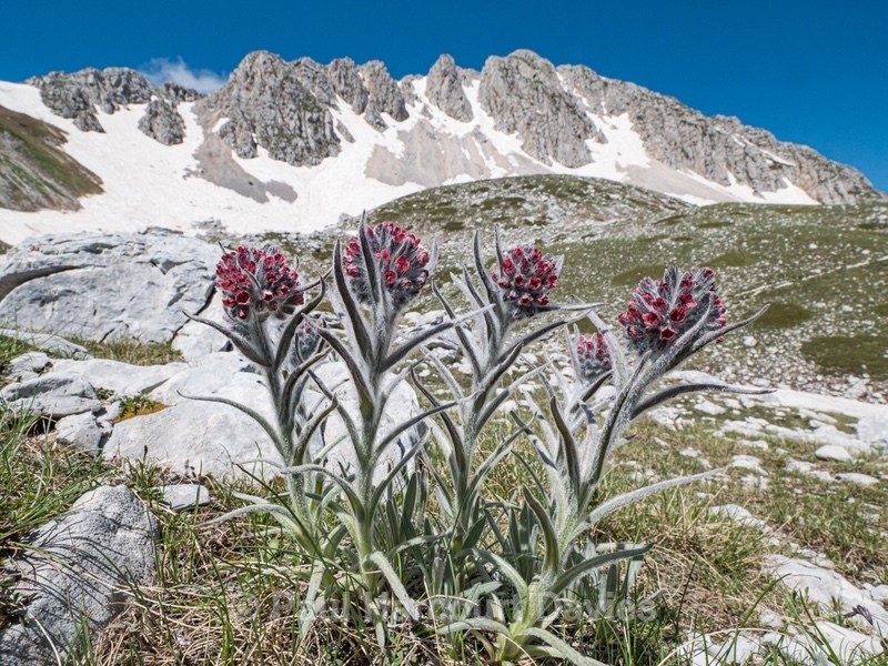Apennine houndstongue (Cynoglossum magellense) - Flowers in the Landscape - 2