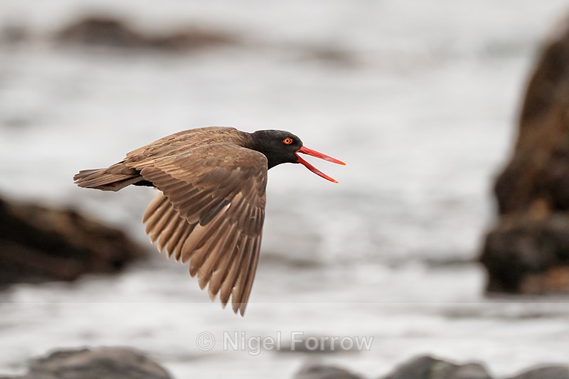 Blackish Oystercatcher calling in flight, Chile - Blackish Oystercatcher