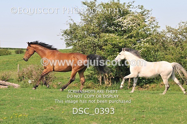 DSC_0393 - ARCHIVE REQUEST - Quincy and Guinness