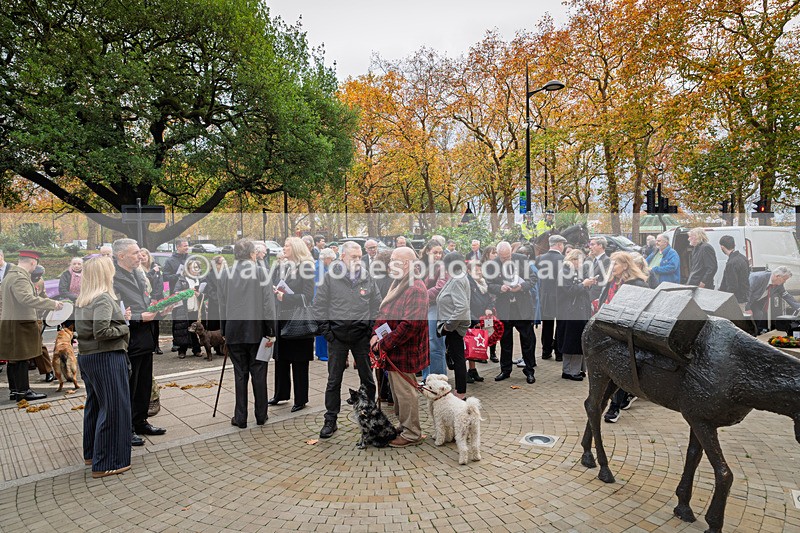 Z62_4550 - Animals In War Memorial 2025 - Park Lane, London