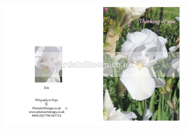 401 White Iris - Thinking of You - Thinking of You
