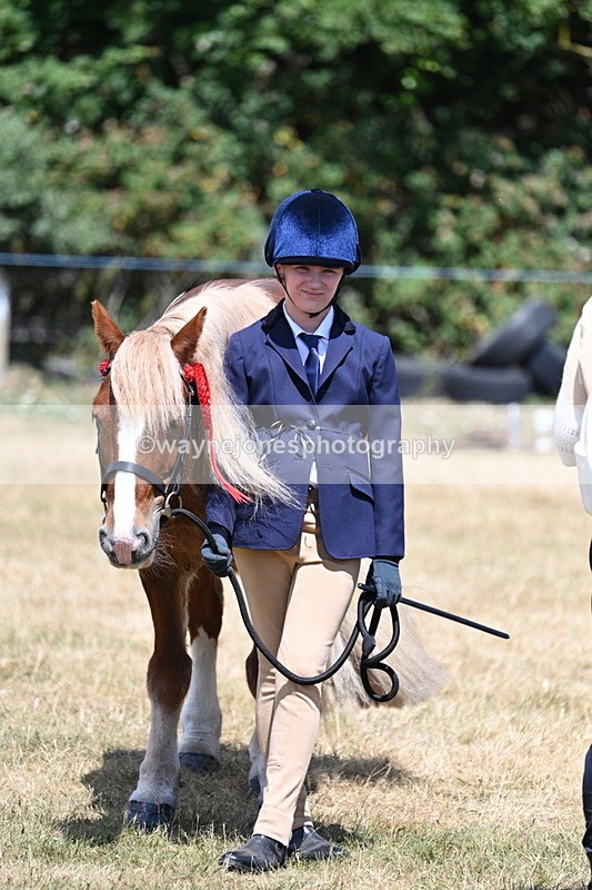 WJ7_2244 - Class 5 Most Handsome Gelding (up to 14.2hh) in hand