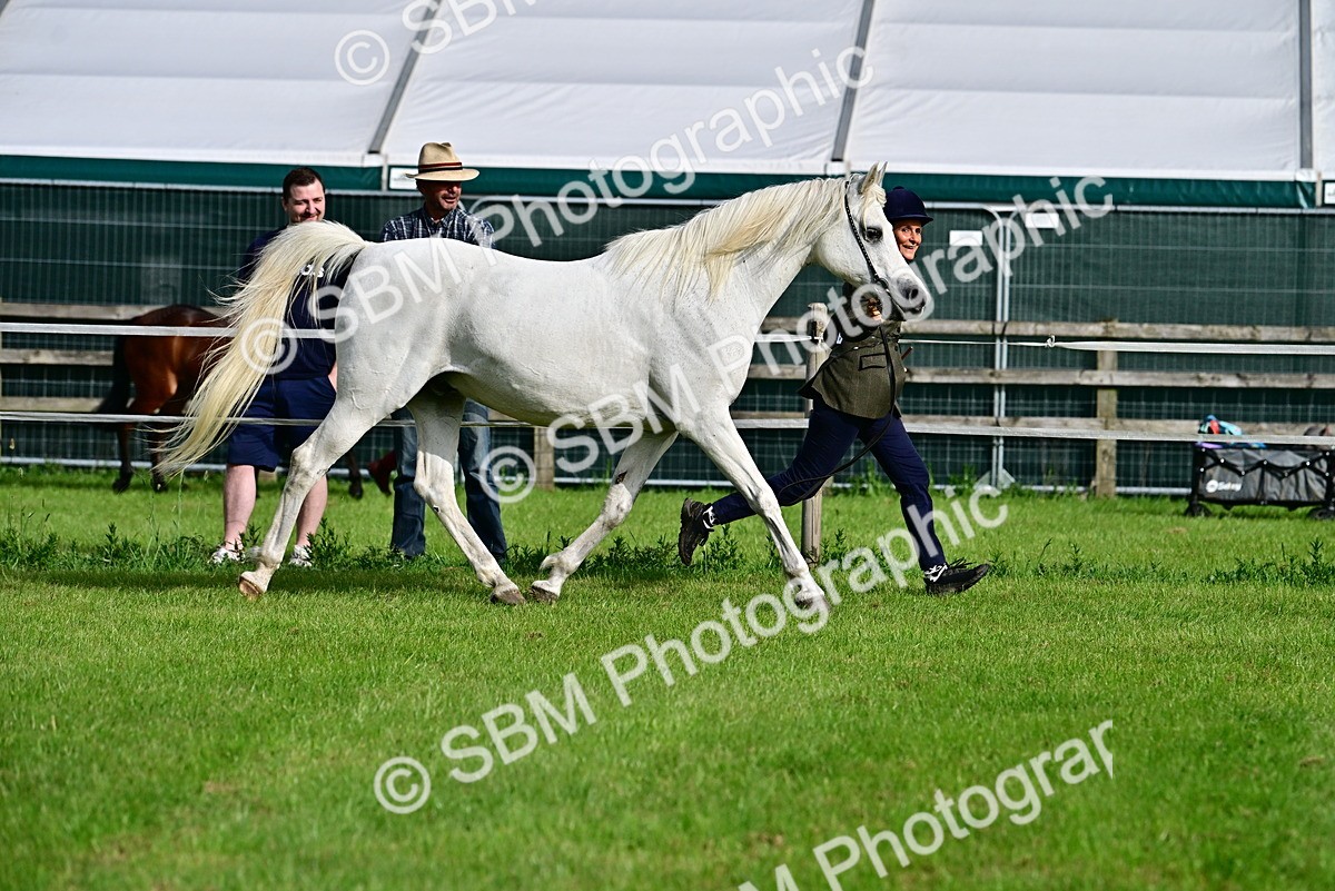 SBM_00032 - Class 46-49 - Arab and Part Bed-Anglo Arab In Hand