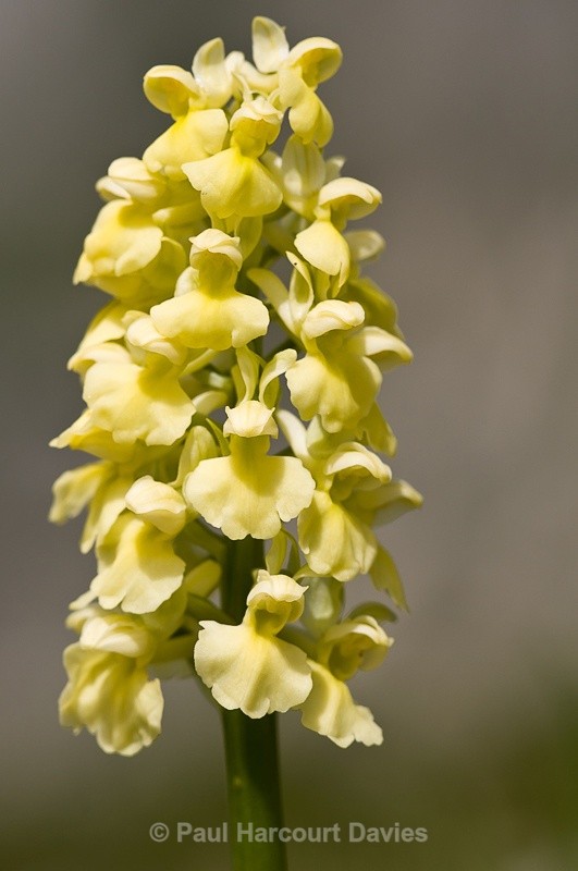  - Orchids - Orchis