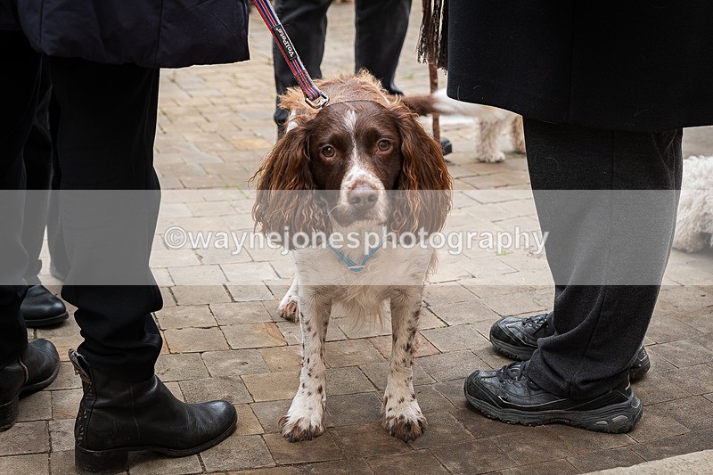 Z62_4727 - Animals In War Memorial 2025 - Park Lane, London