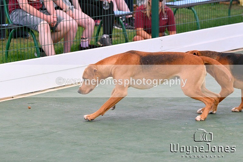 WJ5_1072 - Berks & Bucks at the Great Yorkshire Show 2025