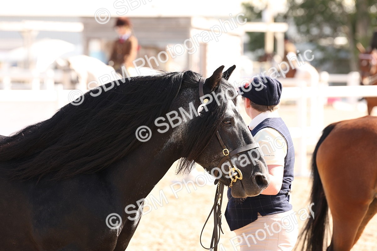 SBM_13950 - Class 205 - IH Show Pony - Show Hunter Pony
