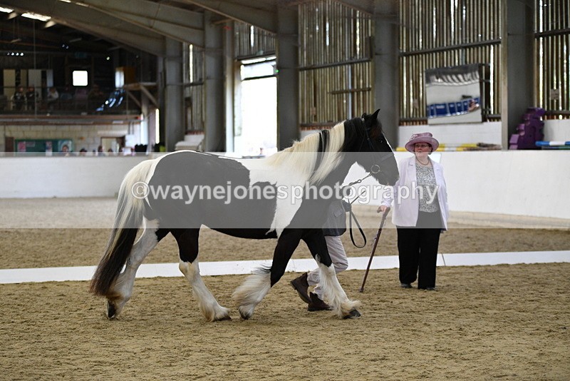 WJ5_5000 - Class 7 In hand coloured / odd coloured