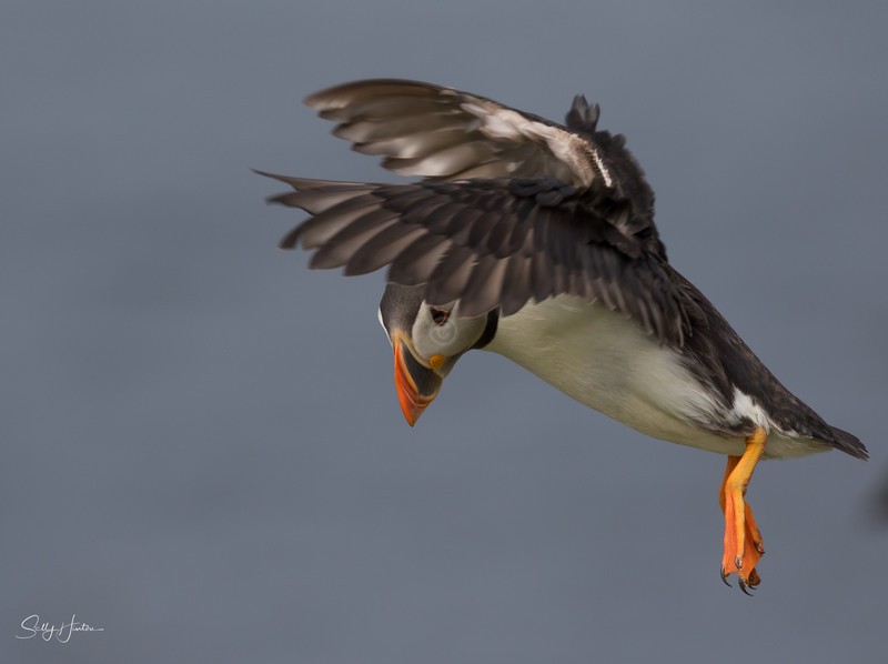 Puffen Flying 8 - Puffins