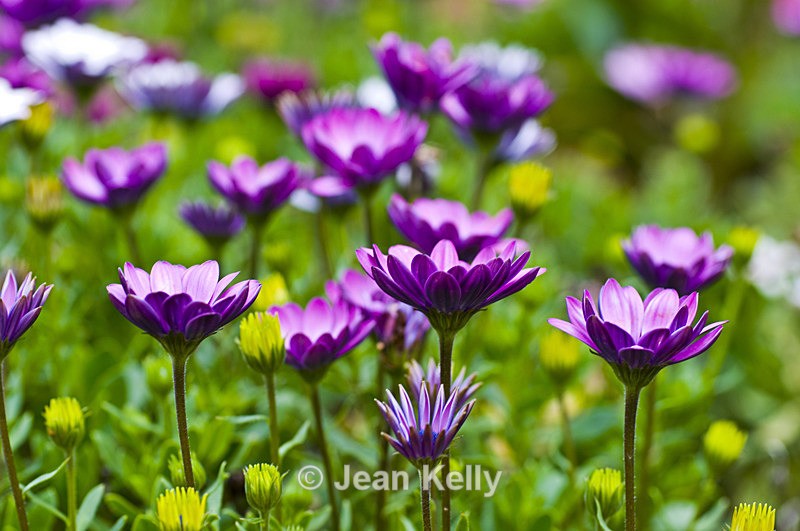 Flower - 6507 - Purple