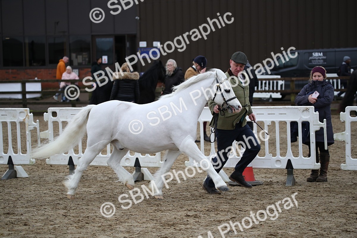 SBM_004087 - Class 1-4 - Young Stock classes Inc. In Hand Championship