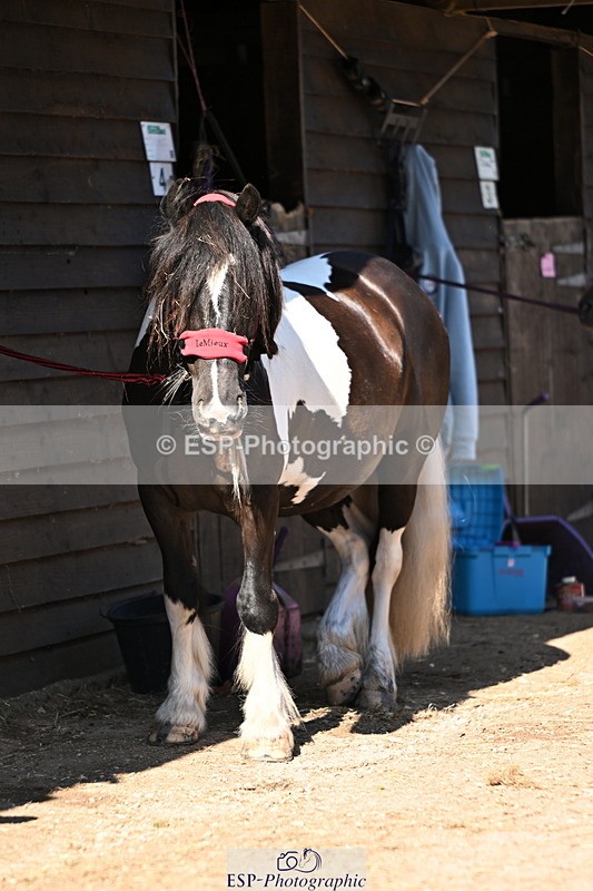 240729B-091748-01767 - Monday Stable Shots