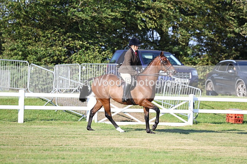3E7A4934 - Class 1: Rising Star Small Hack/Riding Horses