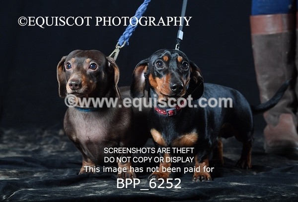 BPP_6252 - LESLEY GRANGER DOGS