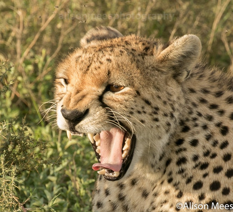  - Cheetah