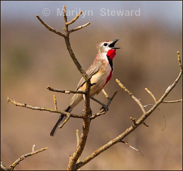Rose patched bush shrike - Kenya, Tsavo East