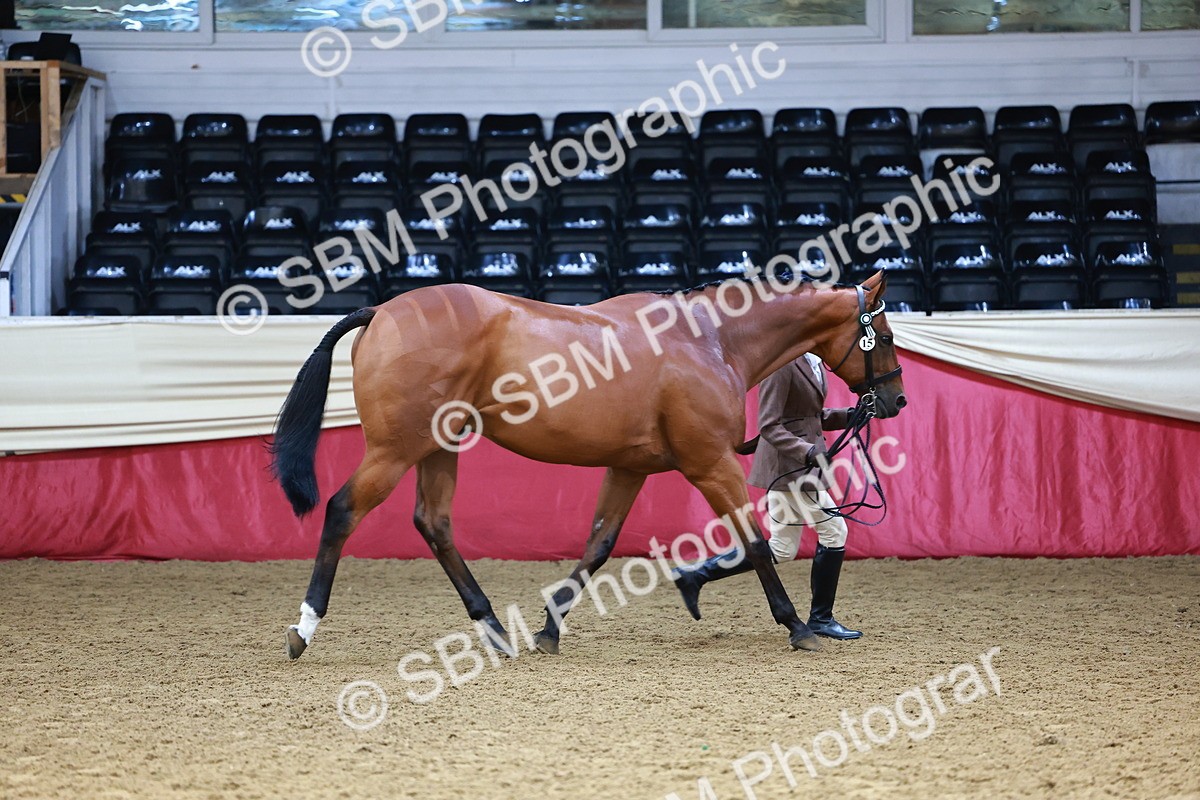 SBM_23268 - Class 903 - Supreme Final - IH Pre Vet