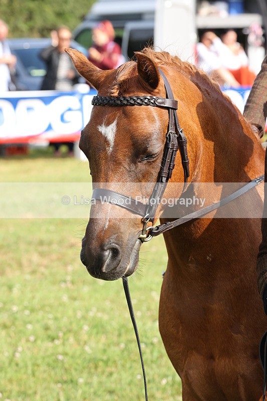 JPP_0454 - Class 14: Cornish Combination Leading Rein