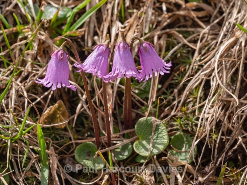 Dwarf snowbell (Soldanella pusilla)  - Wild Flowers