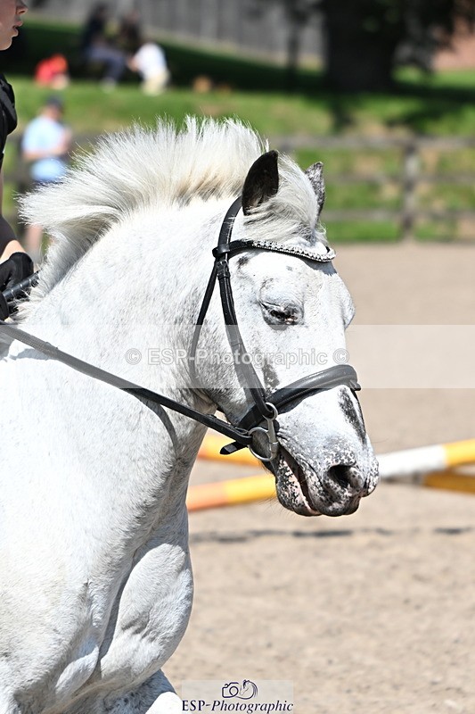240729B-121719-02629 - Showjumping Competition