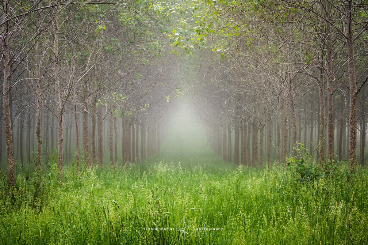 The Poplar month of June - Order