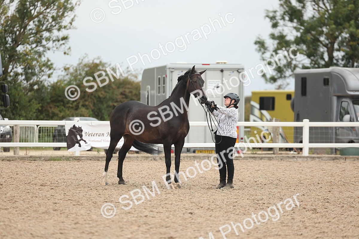 SBM_19302 - Class 317 - IH Pure Bred Horse-Pony