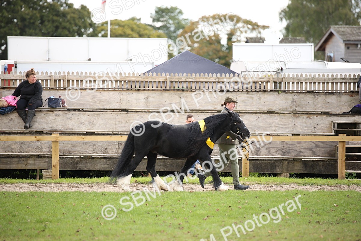 SBM_40907 - Fun Showing Supreme Championship